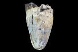 Deinosuchus Tooth - Aguja Formation, Texas #88761-1